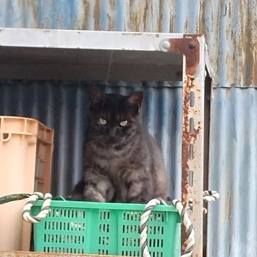 見つかっちゃった