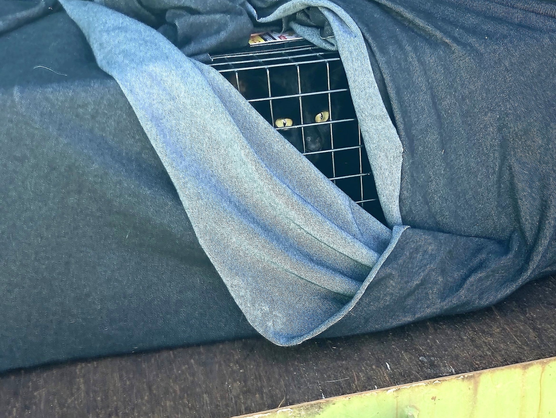 黒猫は見た！