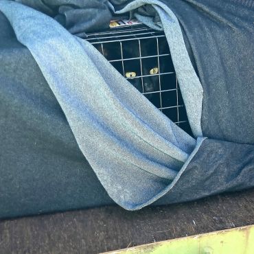 黒猫は見た！