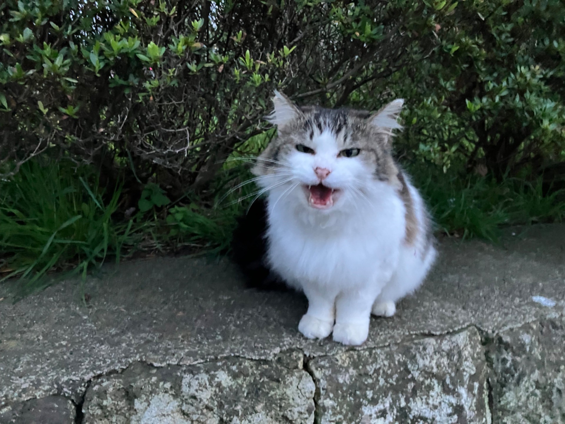 にゃあ〜ん🎵ここだよー