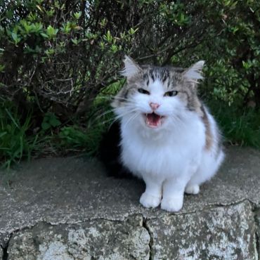 にゃあ〜ん🎵ここだよー