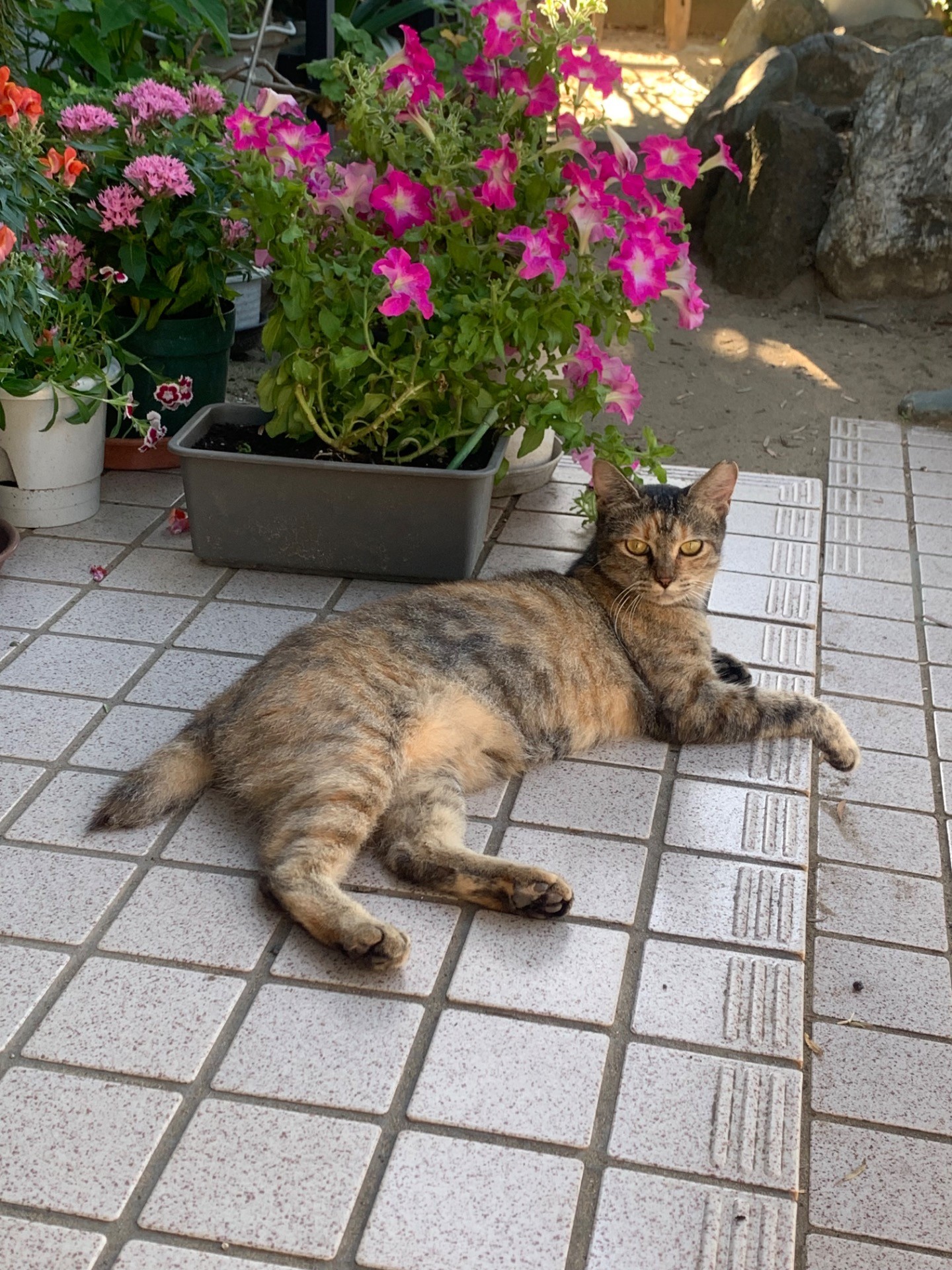 お腹いっぱい