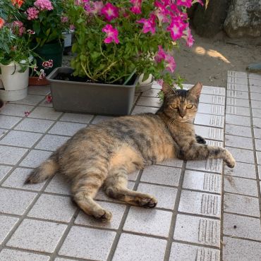 お腹いっぱい