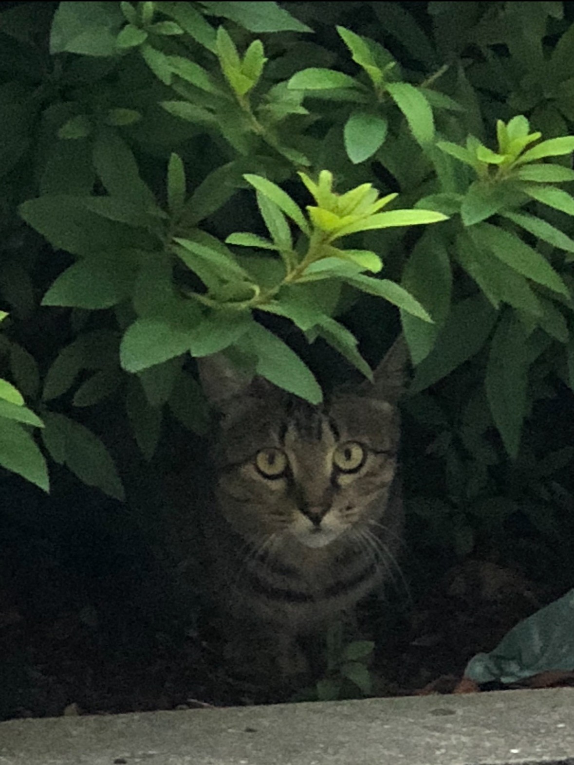 野良猫だったころのミヨシ