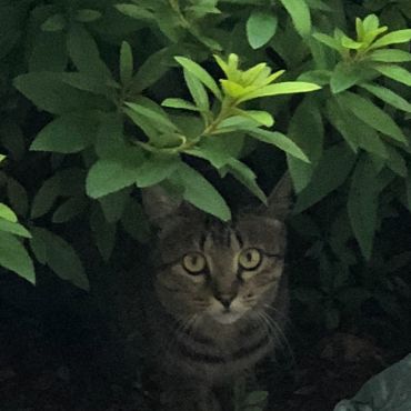 野良猫だったころのミヨシ