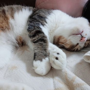 むにゃむにゃ