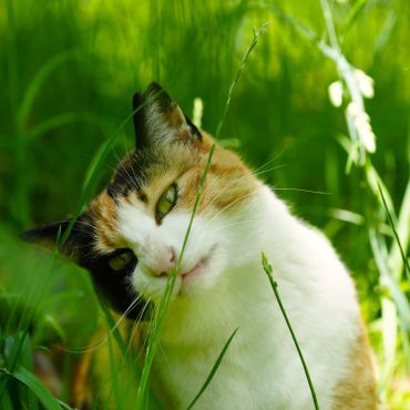 葉っぱ齧りま～す！