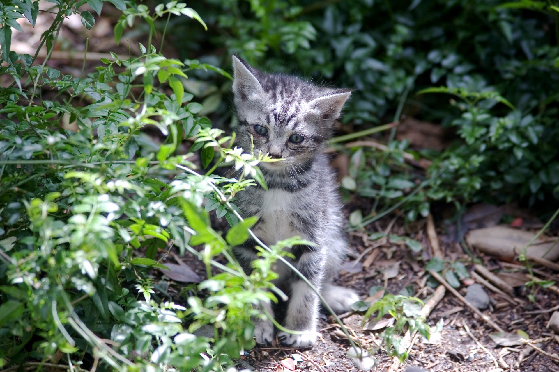 庭に現れた子猫