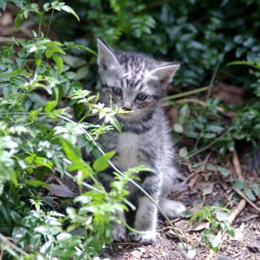 庭に現れた子猫
