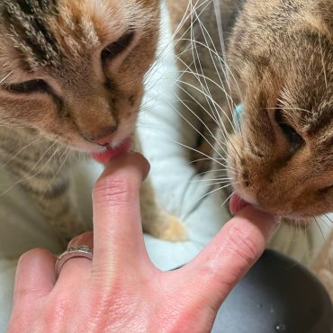 仲間と一緒におやつペロペロ