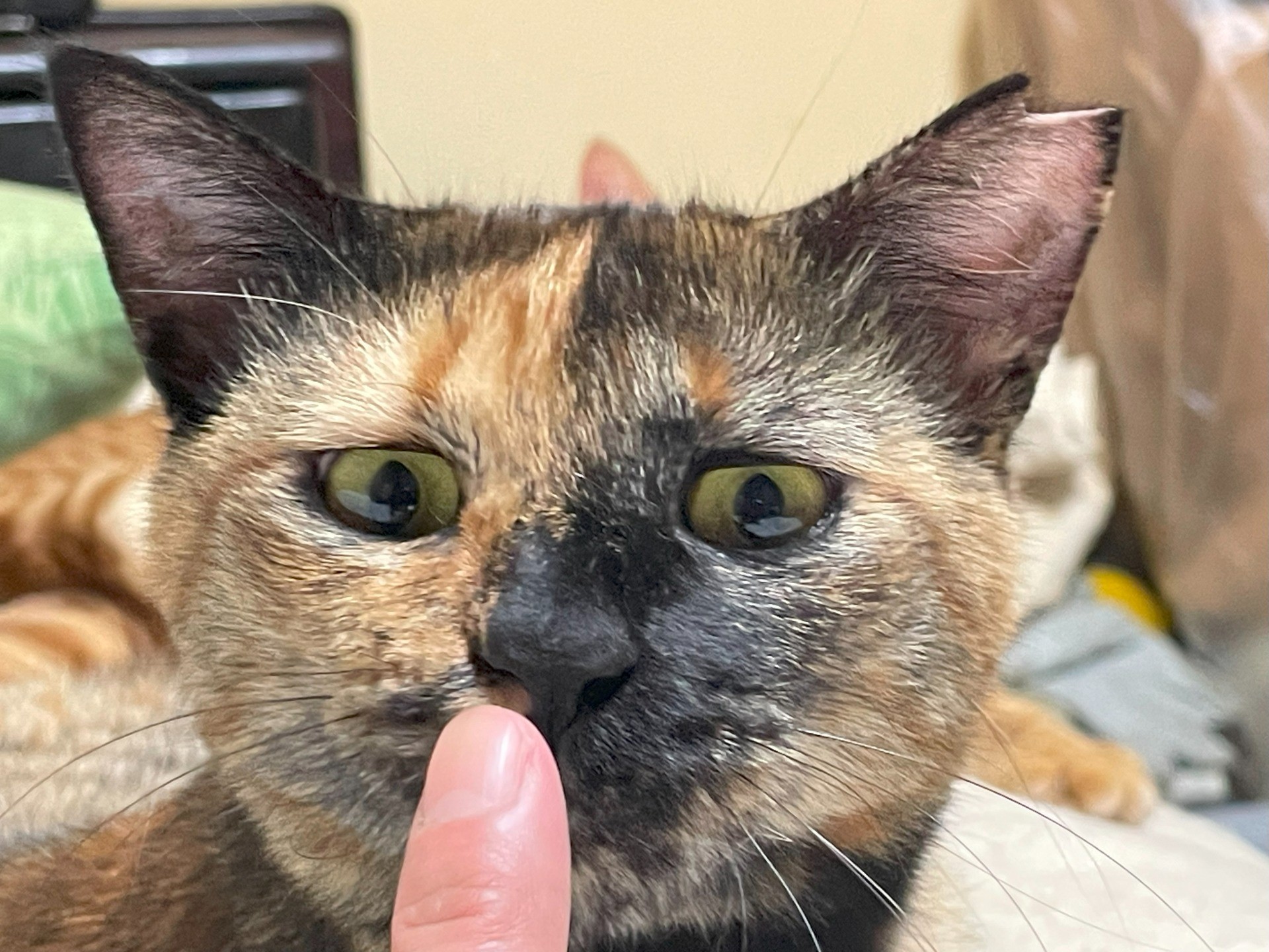 こ！この匂いは…例のおやつか！