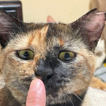 こ！この匂いは…例のおやつか！