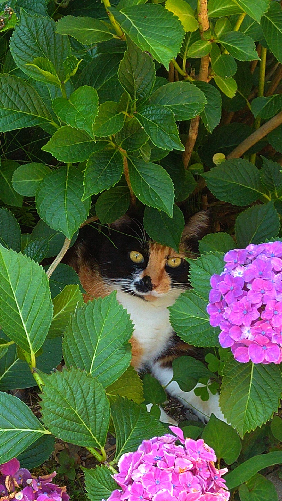 紫陽花のミケ