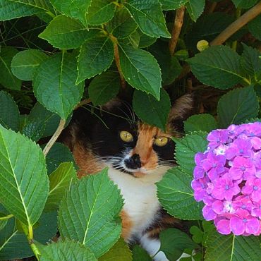 紫陽花のミケ