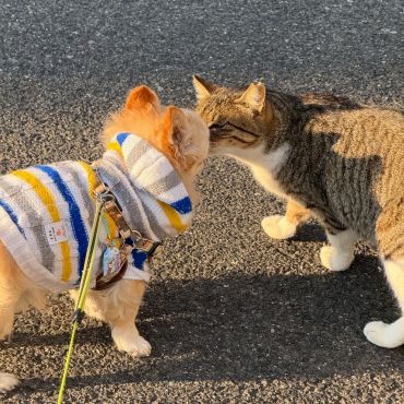 さくらねこ