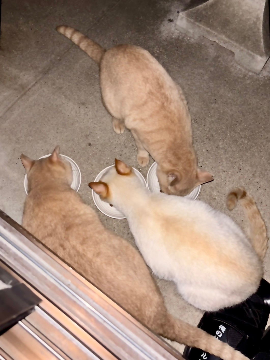 茶とら3兄妹のさくらねこがやって来た！