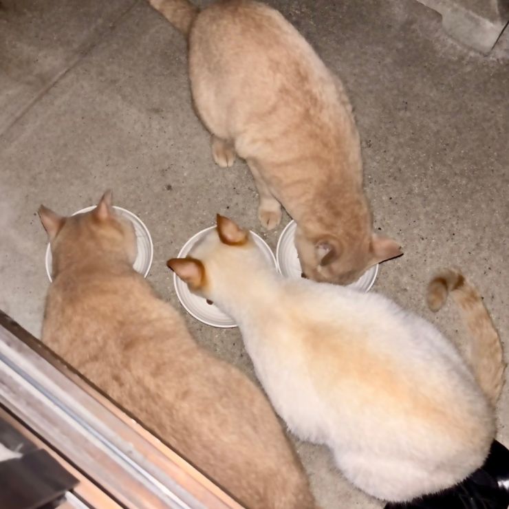 茶とら3兄妹のさくらねこがやって来た！
