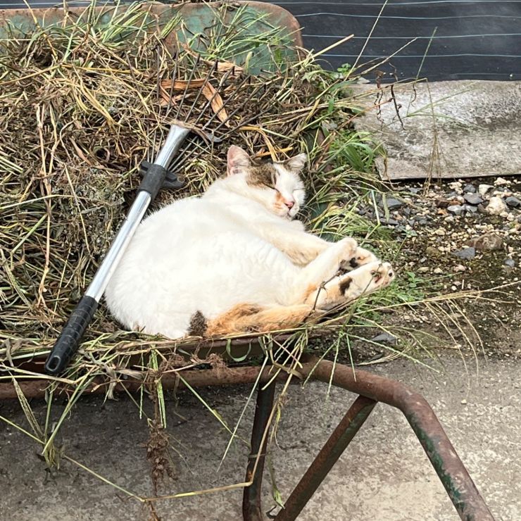 夢見心地