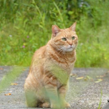 生まれ変わり