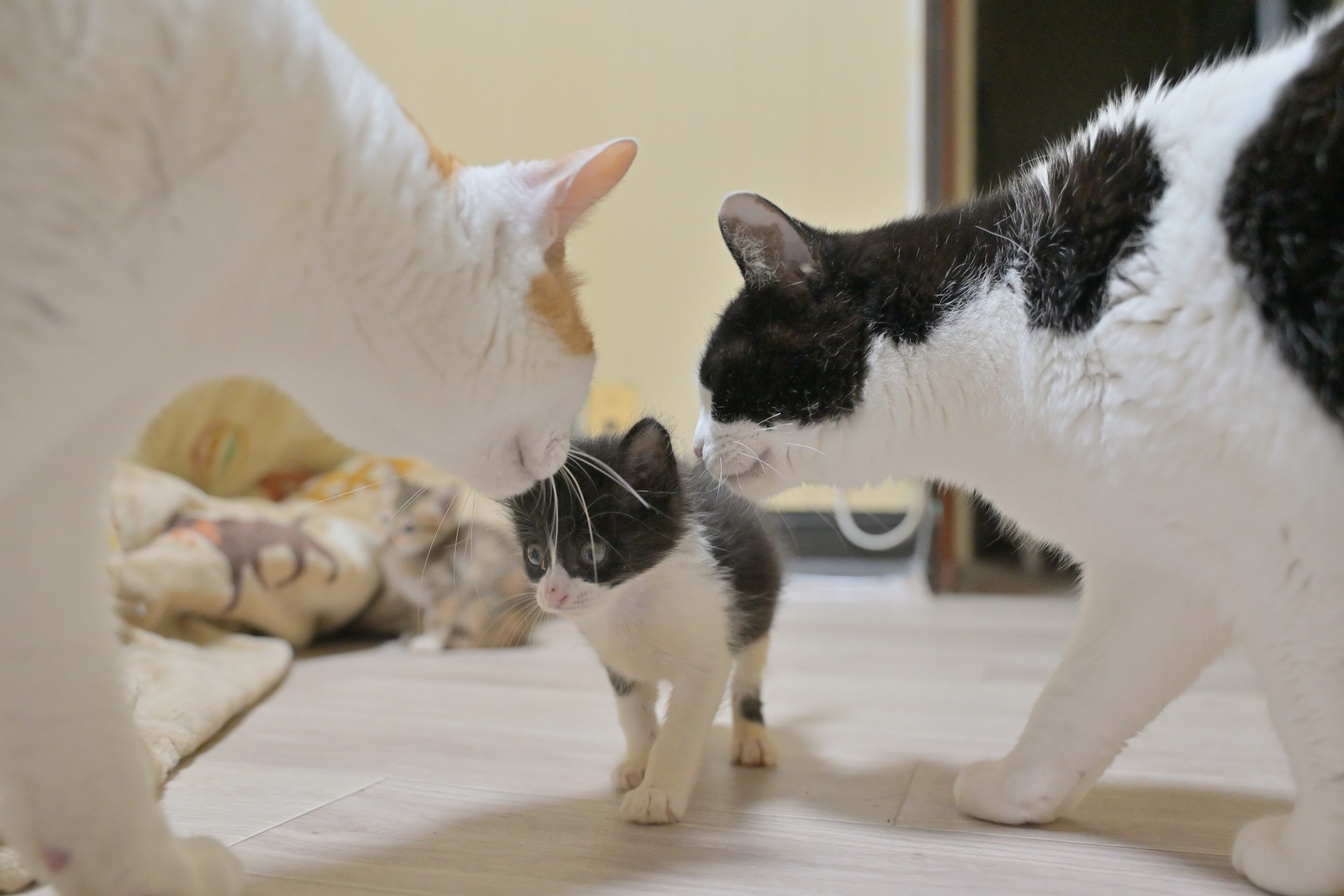 新入りだにゃ！