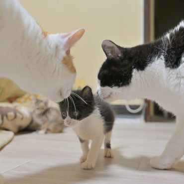 新入りだにゃ！