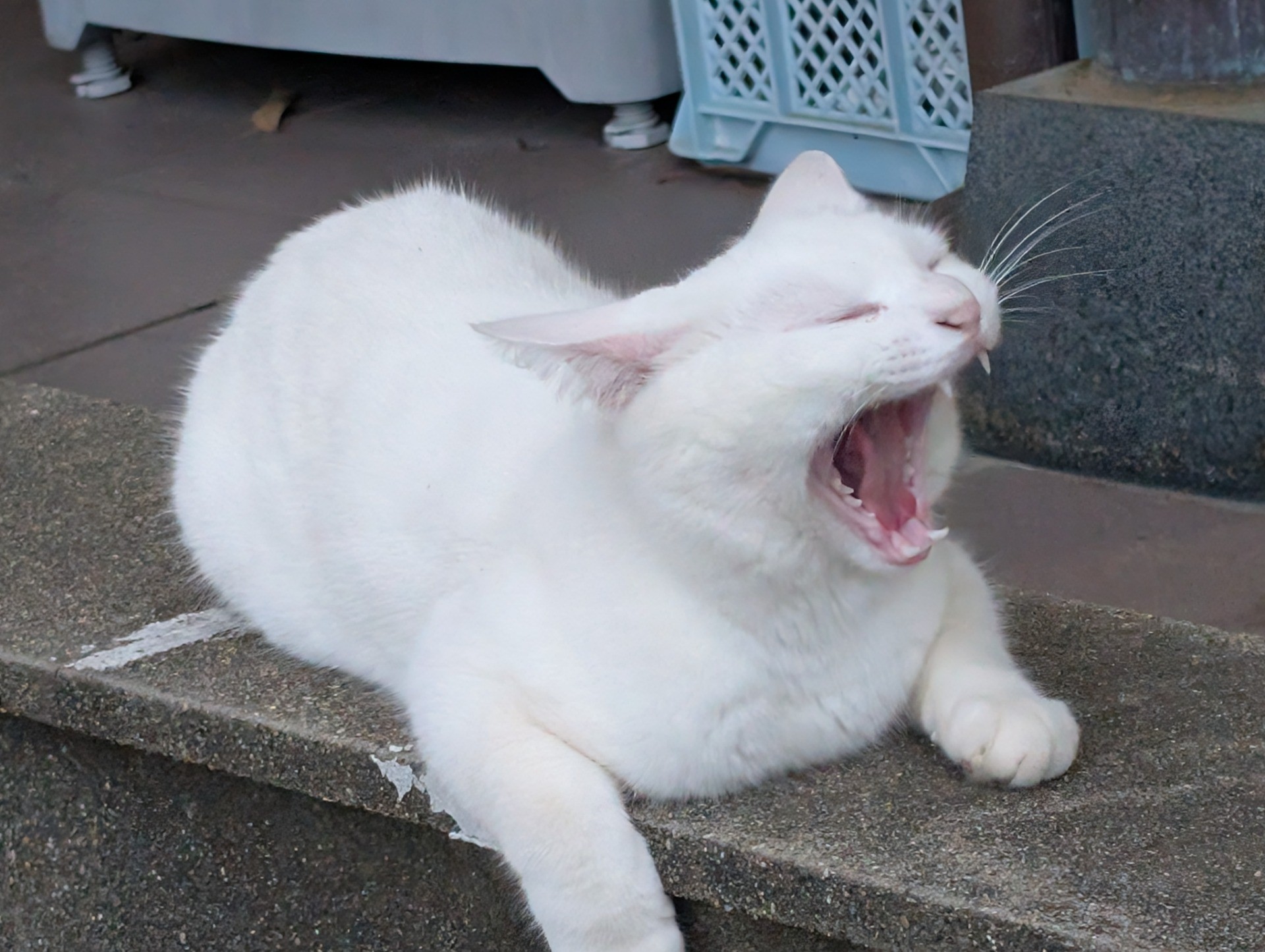 しあわせだにゃん
