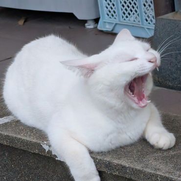 しあわせだにゃん
