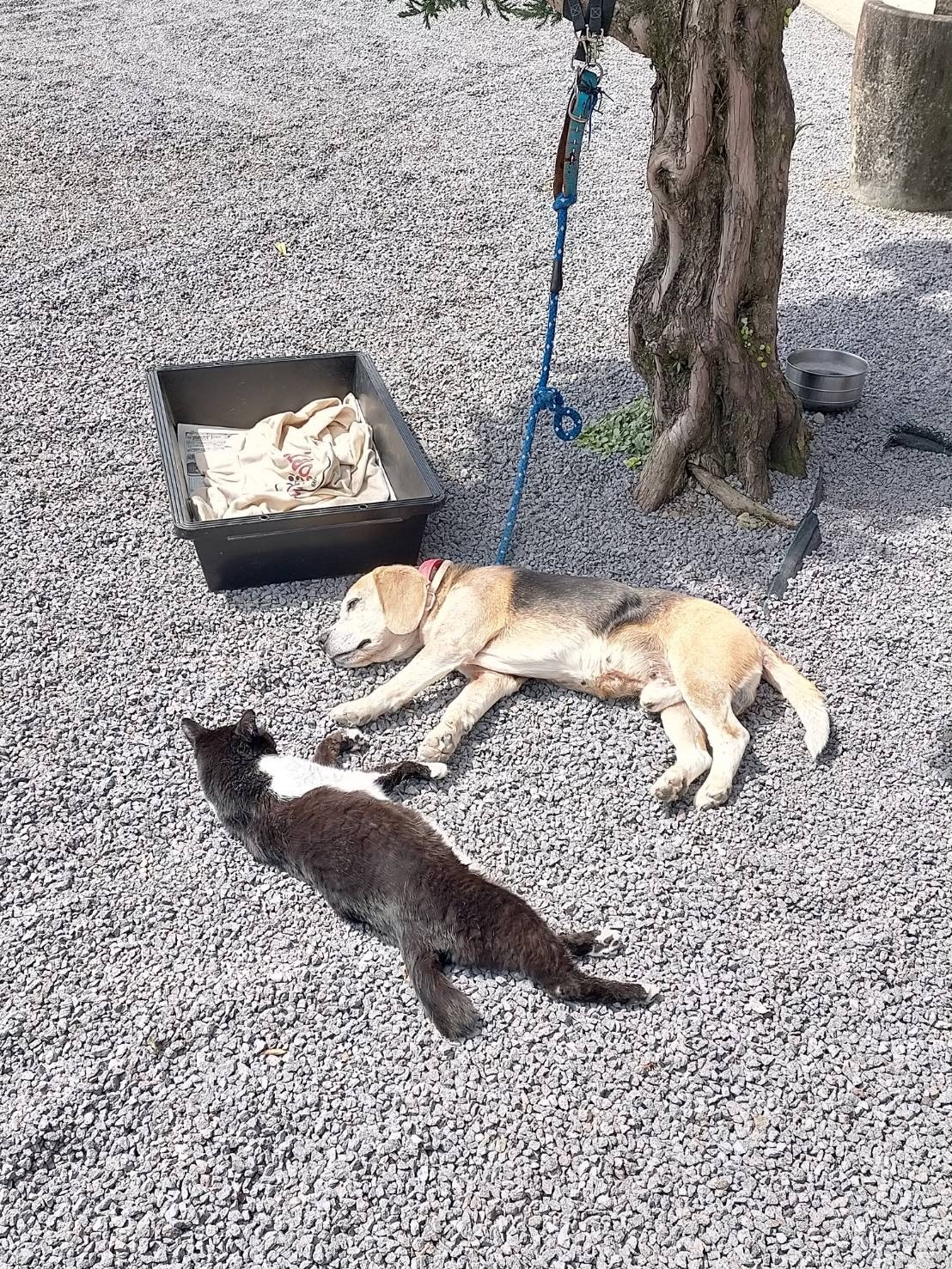 地域猫とお昼寝