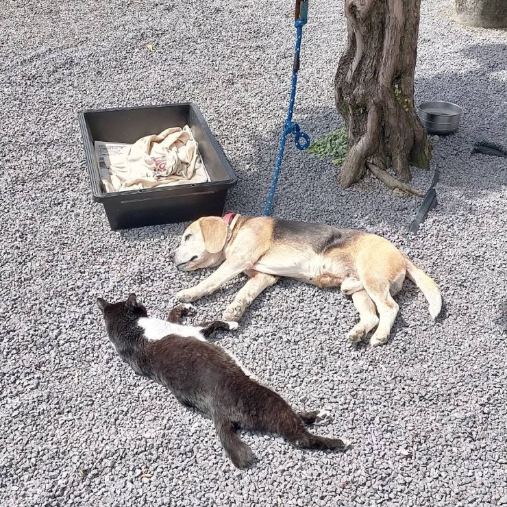 地域猫とお昼寝