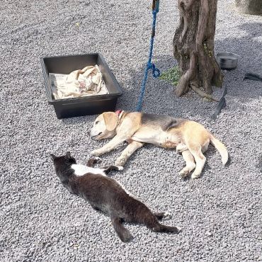 地域猫とお昼寝