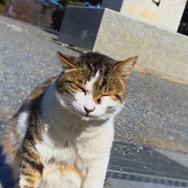 城の守り主！（気分屋さんなので、たまに見張りにきます）