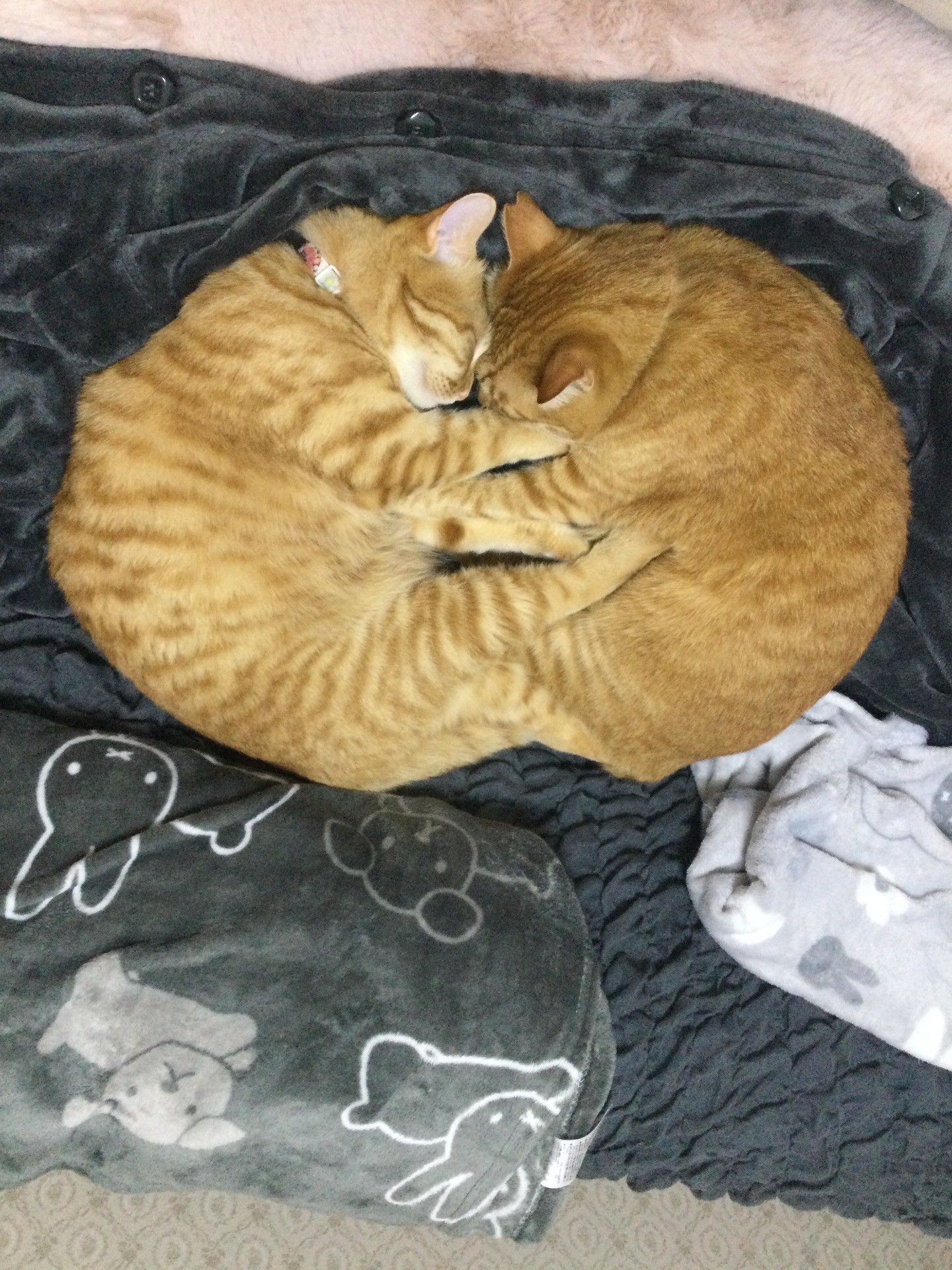 ニャート