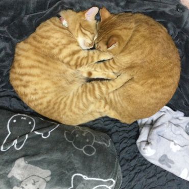 ニャート
