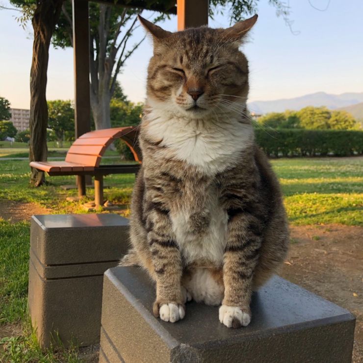 公園の像…じゃないニャ！