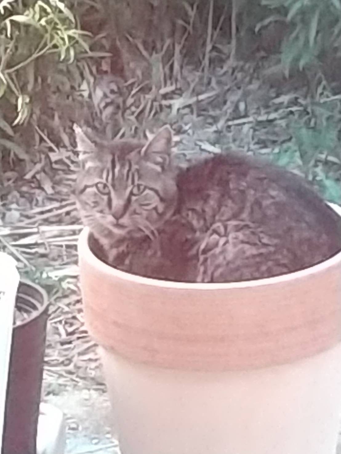 植木鉢のベットで