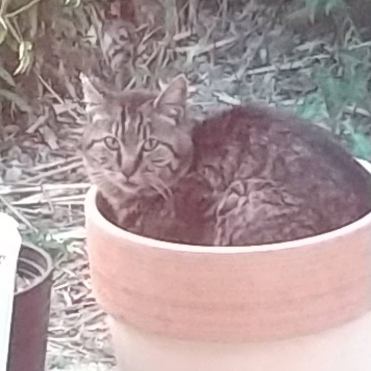 植木鉢のベットで