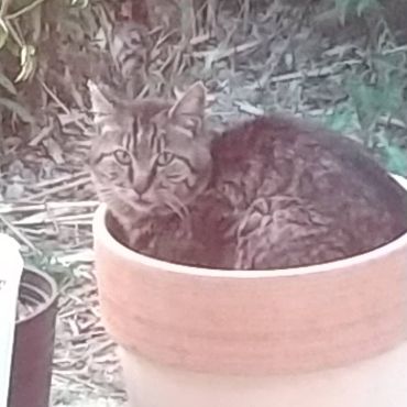 植木鉢のベットで