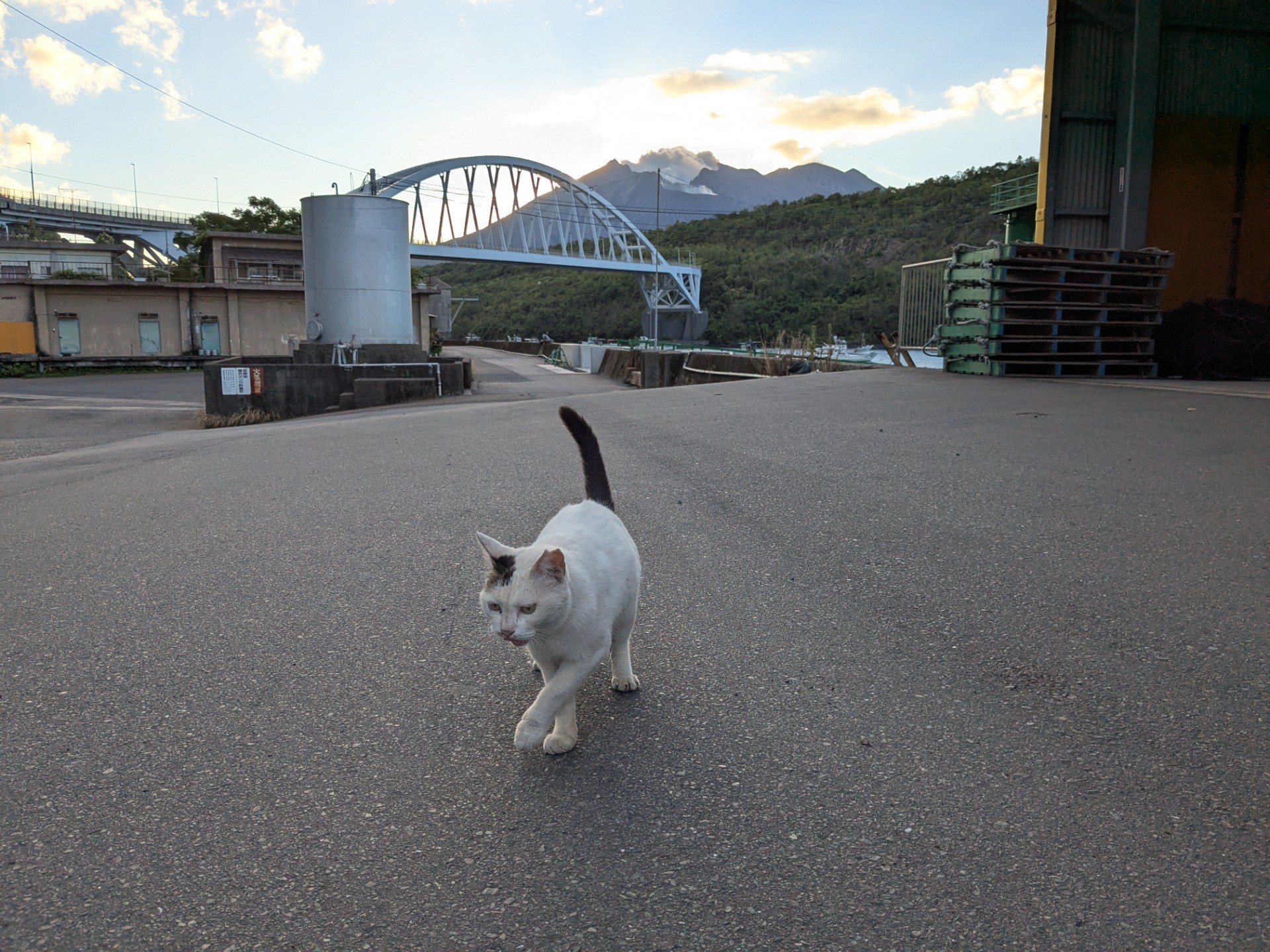 漁港と猫さん