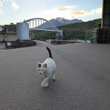 漁港と猫さん