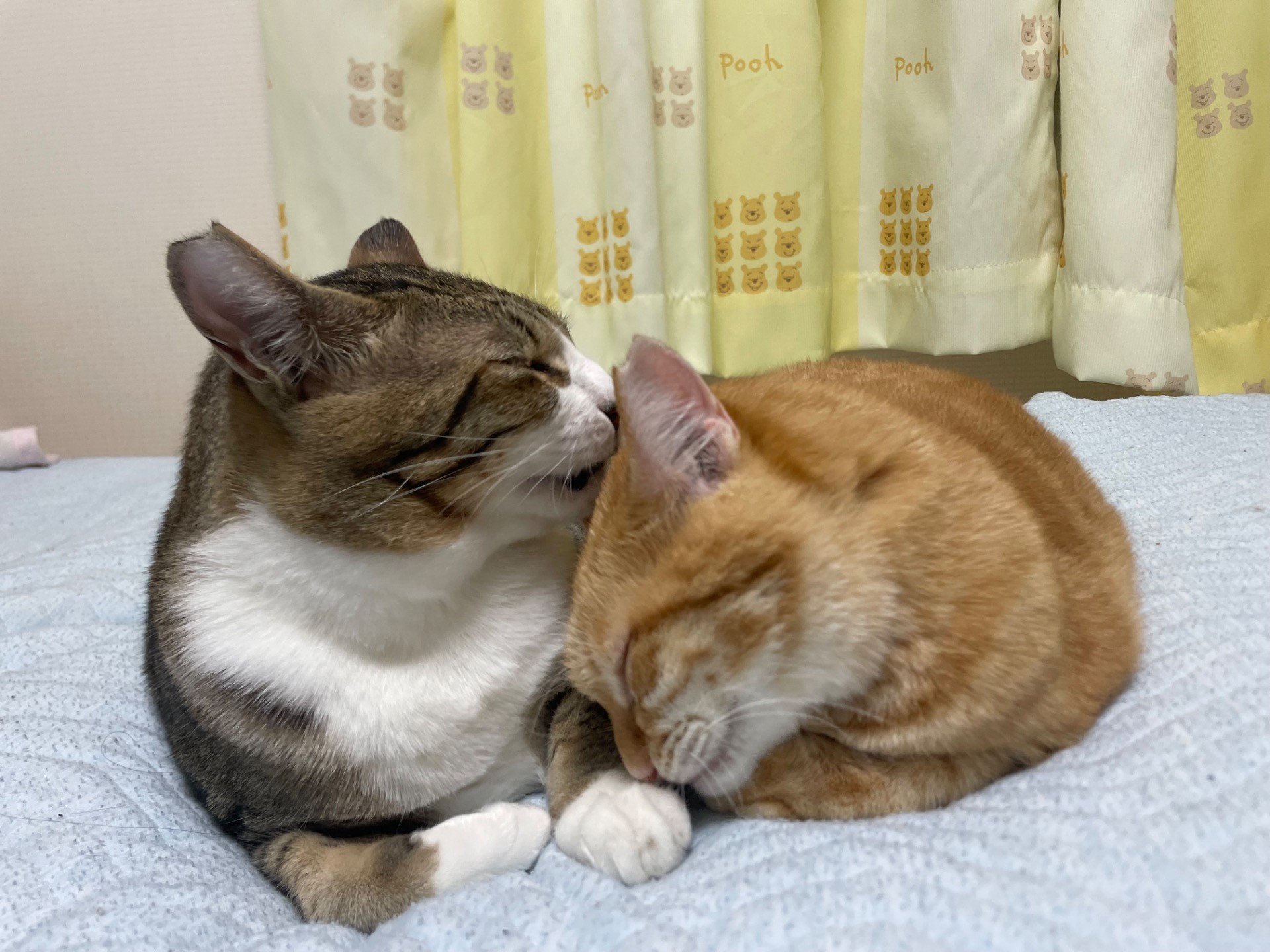 さくらとソックス