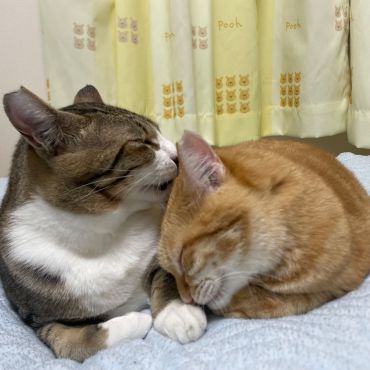 さくらとソックス