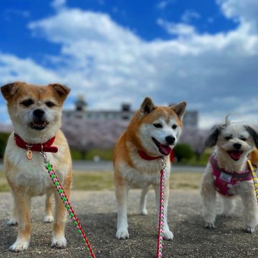 仲良し元保護犬三姉妹