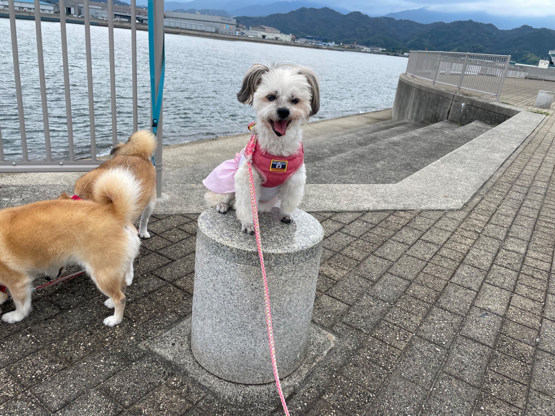 海を見にきました！