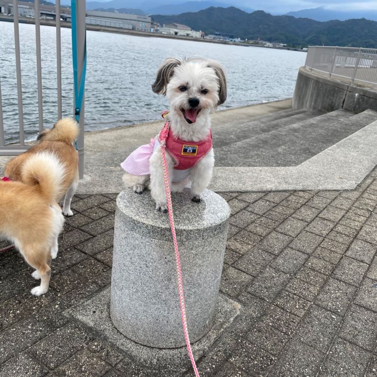 海を見にきました！