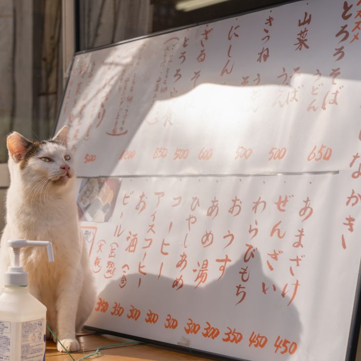 茶屋の看板ねこ