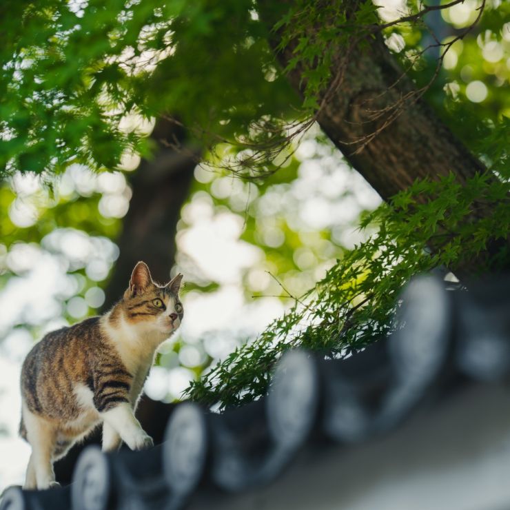 ただいま巡回中！