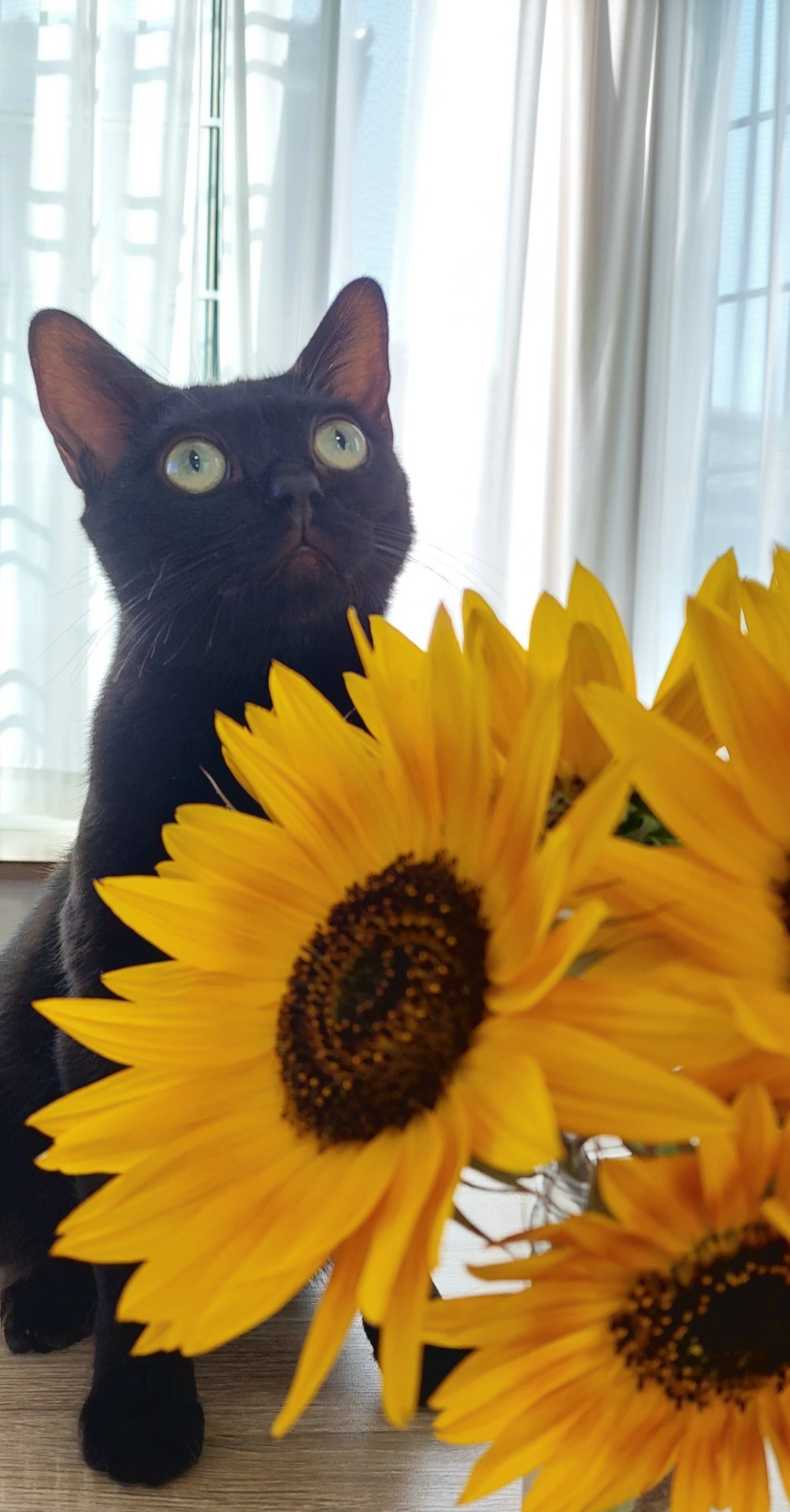 初めての夏🌻