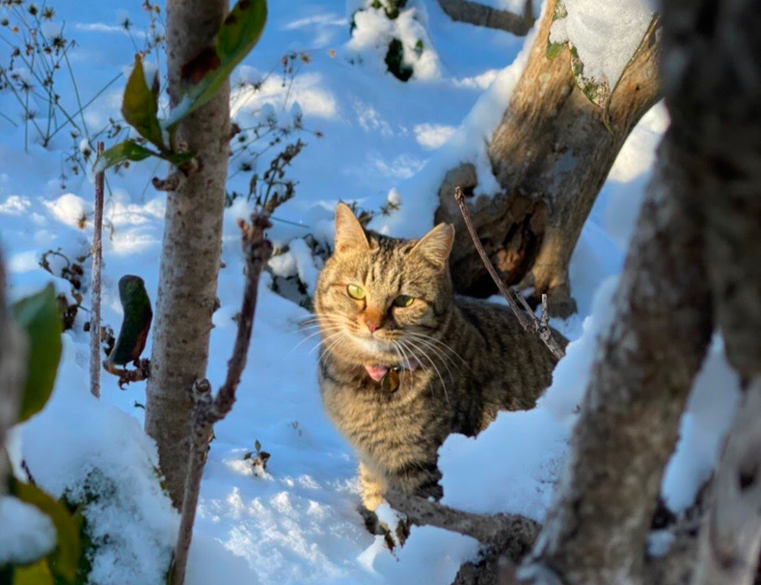 雪でも元気！