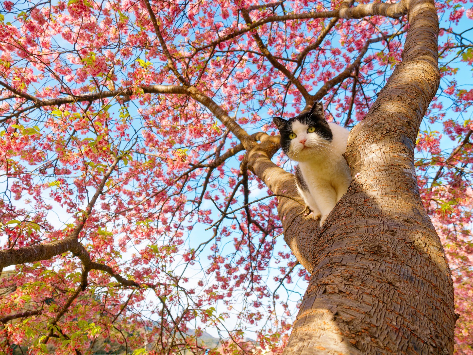 初春の高揚