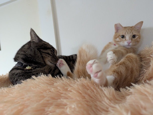 お兄ちゃん、僕の足なめないで！